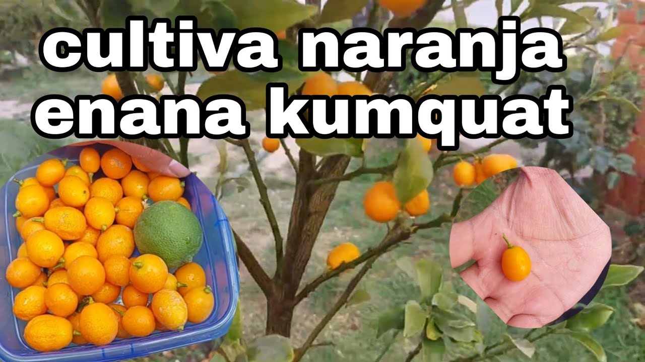 Naranjo Chino Kumquat en tu jardin