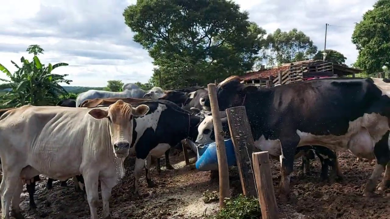 VISITANDO AS VACAS DE LEITE.