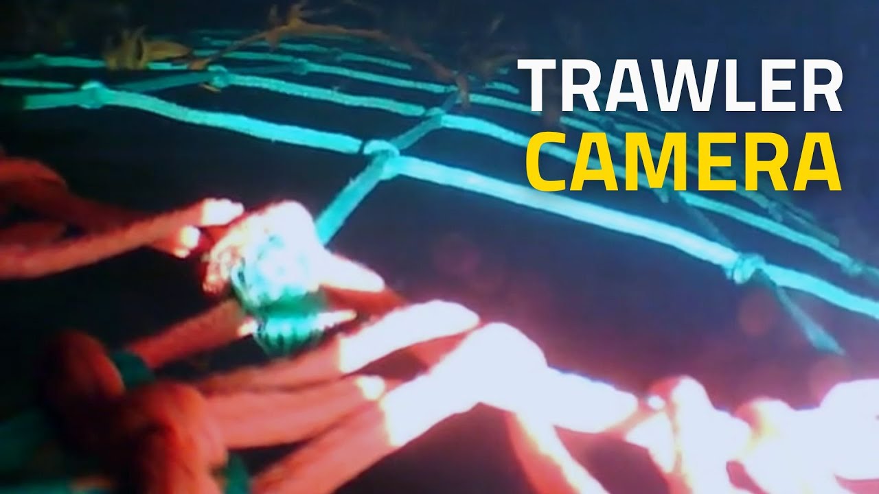 Underwater Video: See Fish Escape Trawler Gear with CatchCam