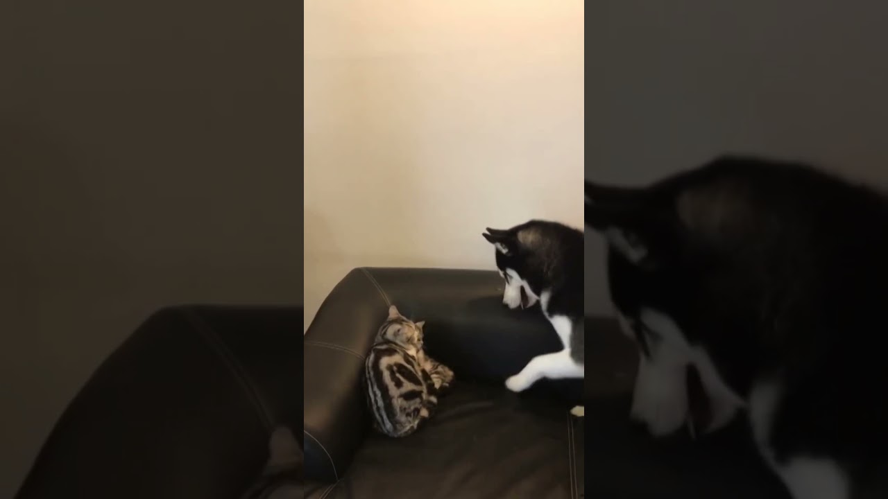 Protective cat punches husky