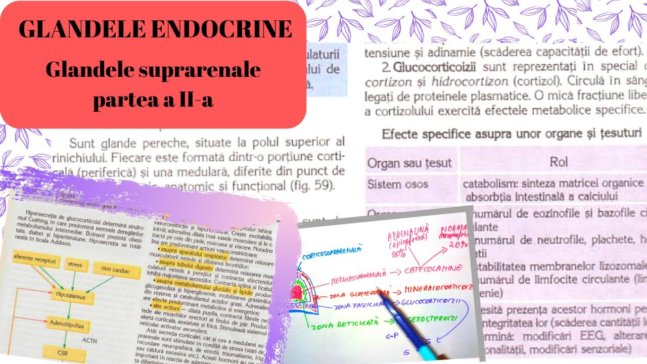 ADMITERE MEDICINA: GLANDELE ENDOCRINE 4: Glandele suprarenale partea a II-a