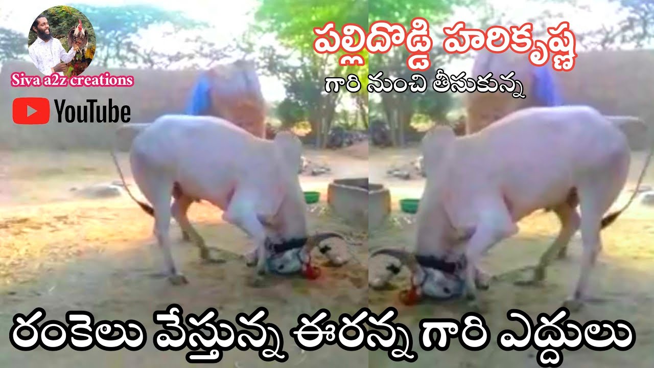 Power Full Khillar bulls// Halaharvi Eranna Khillar Bulls రంకెలు వేస్తున్న ఈరన్న గారి ఎద్దులు