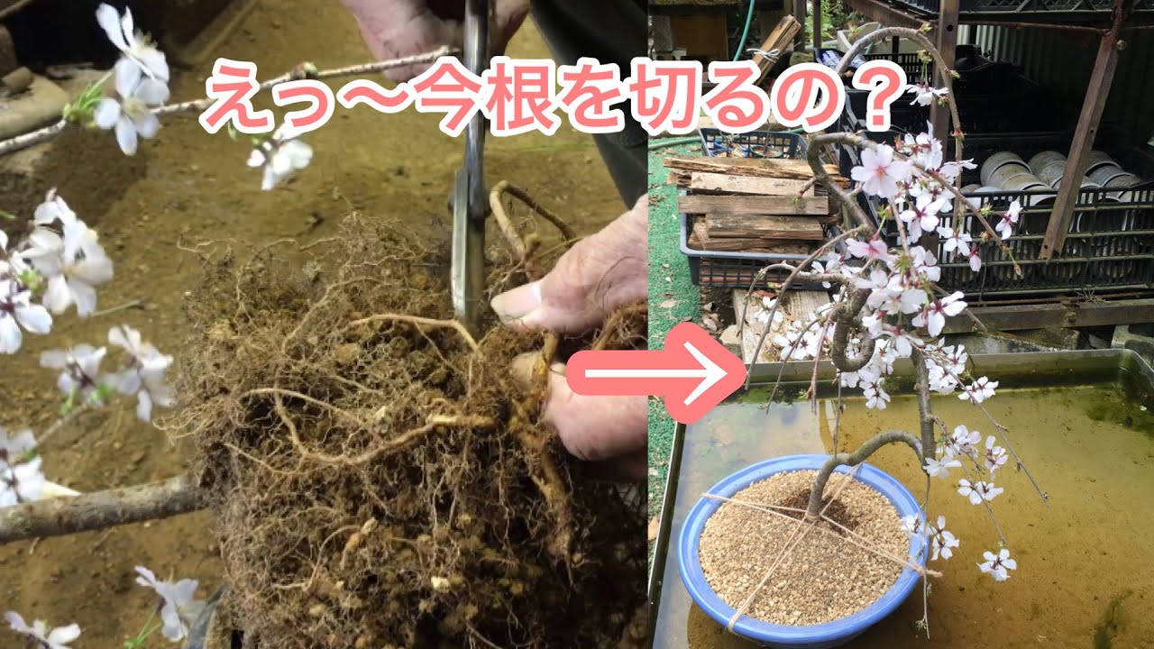 Японская плакучая вишня бонсай обрезка, пересадка, подготовка к укоренению, Киёёси Ядзима @ семена
