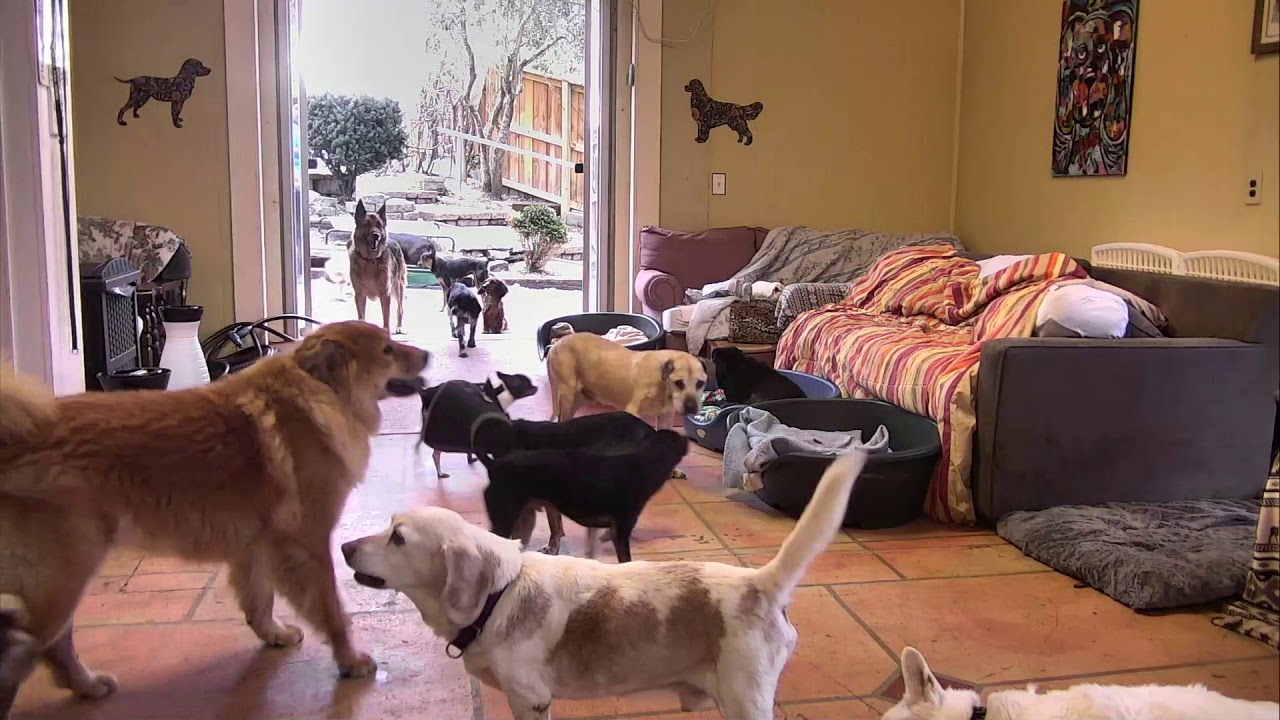 Senior Dog Gathering Room Cam 02-19-2018 