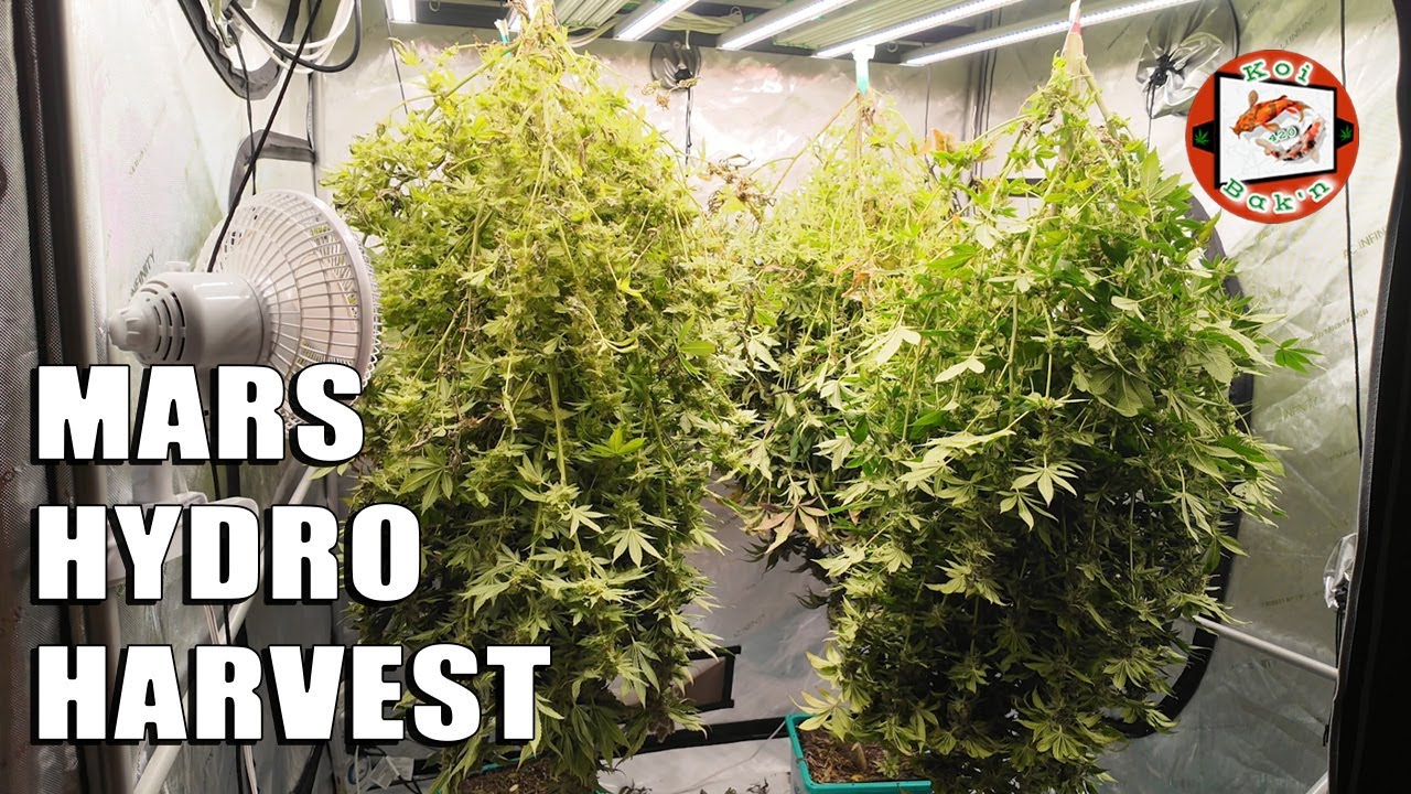 MY BIGGEST HARVEST YET | Mars Hydro FC EVO 4800 Light
