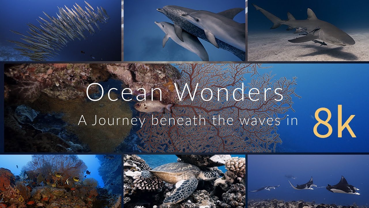 Ocean Wonders in 8k  - A Journey to the blue planet - 100 minutes underwater ocean relaxation in 8k