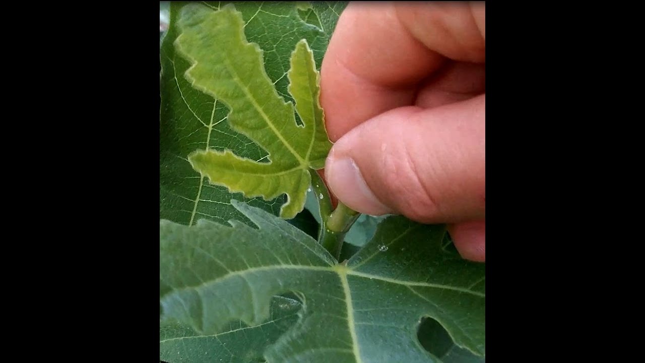How to promote branching & fruiting by pinching fig trees