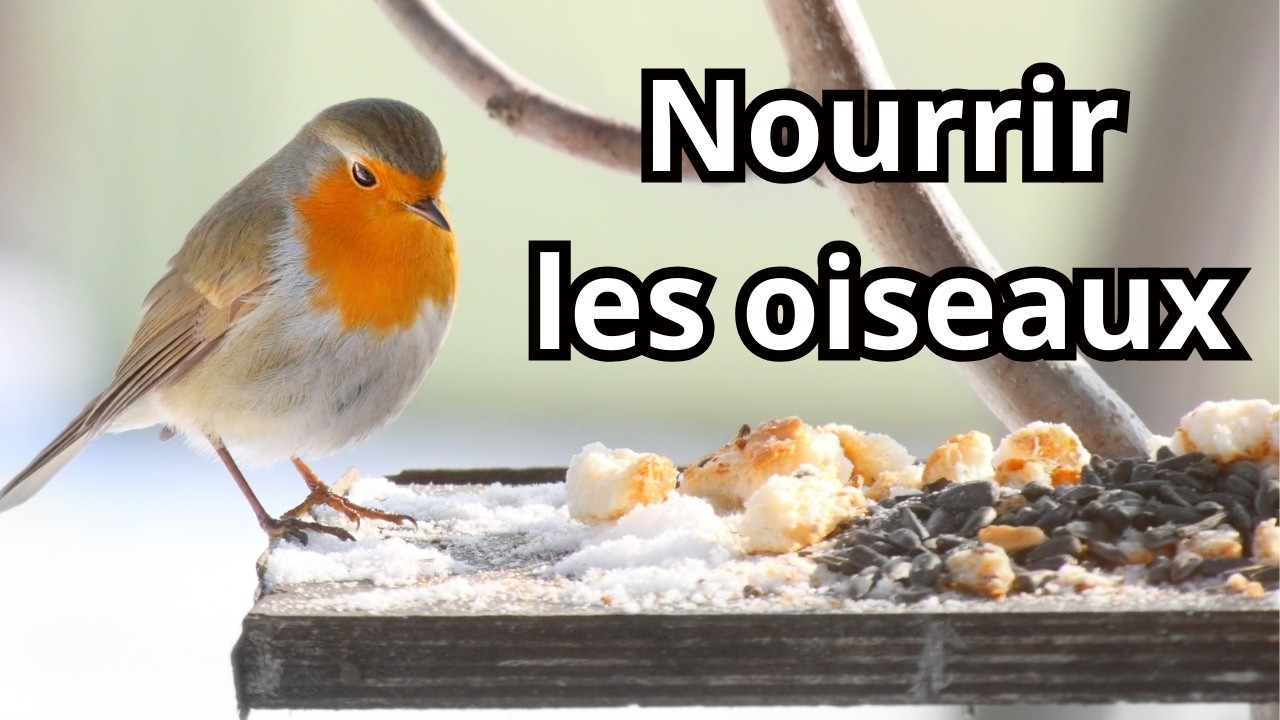 Comment Nourrir les Oiseaux en Hiver (Sans Faire d'Erreurs Fatales)