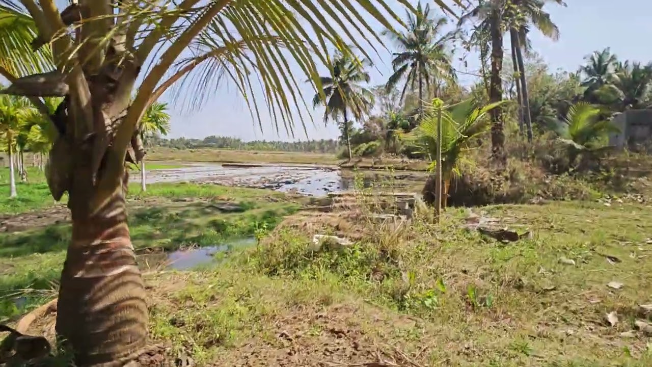 Agricultural land for sale near KR Pete, Mandya