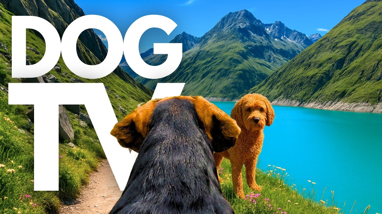 TheDogCam | 10hrs of Mountain Lake Virtual Dog Walks In The Swiss Alps 🐾🌊 GoPro DogTV