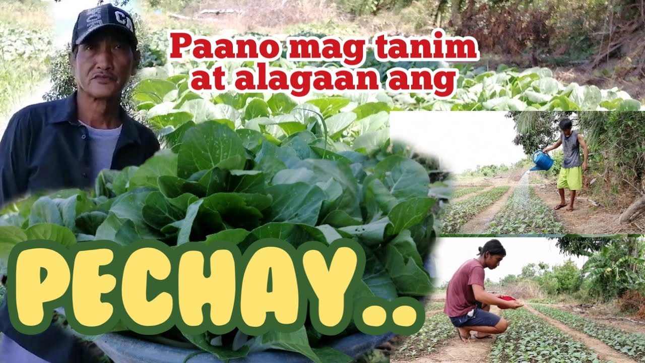Paano mag Tanim at Alagaan ang Pechay..