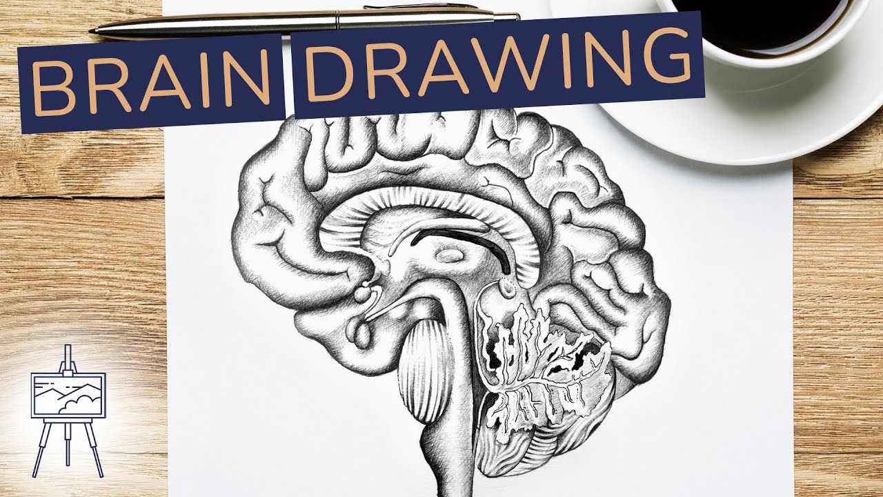 🧠 Learn How to Draw a Realistic Brain