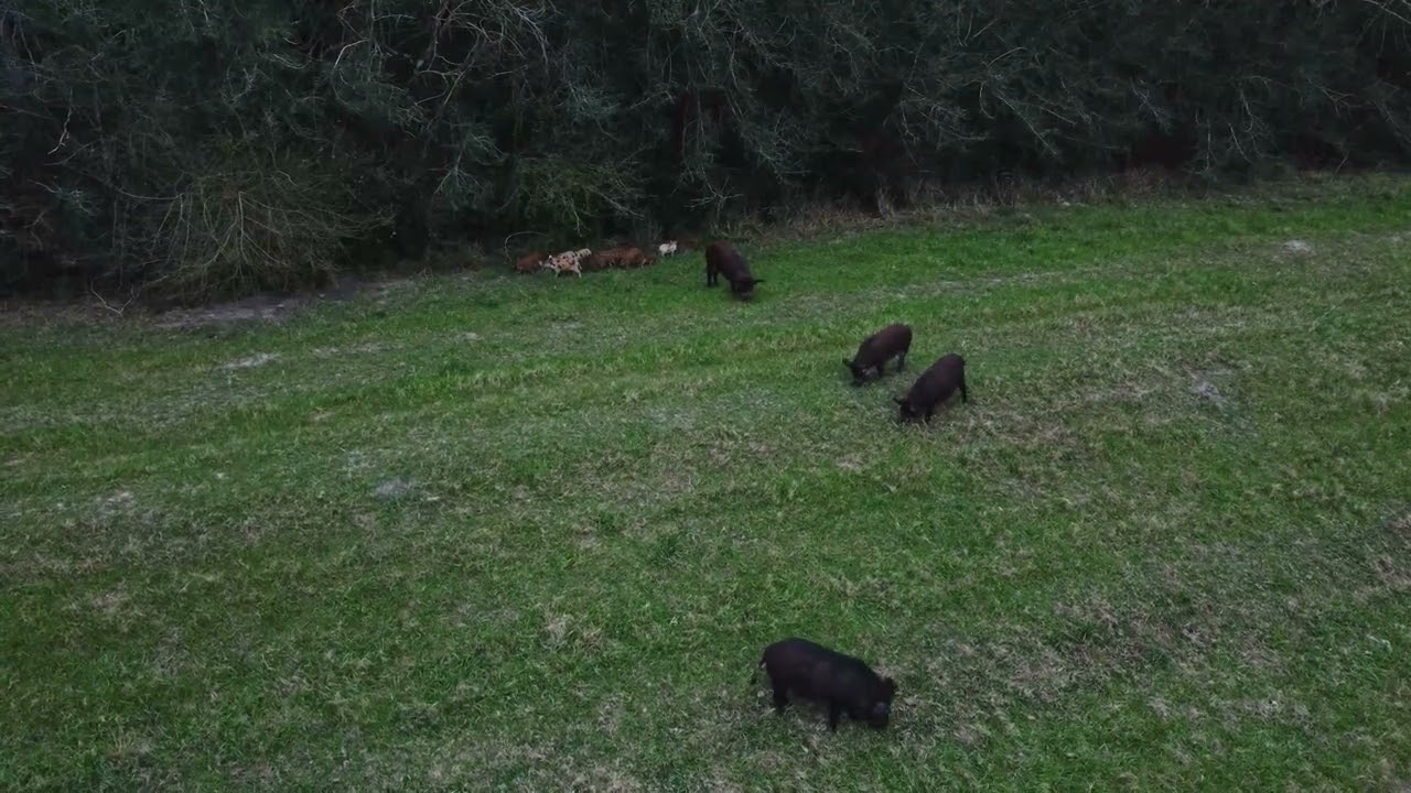 George Bush Park - Wild Hogs