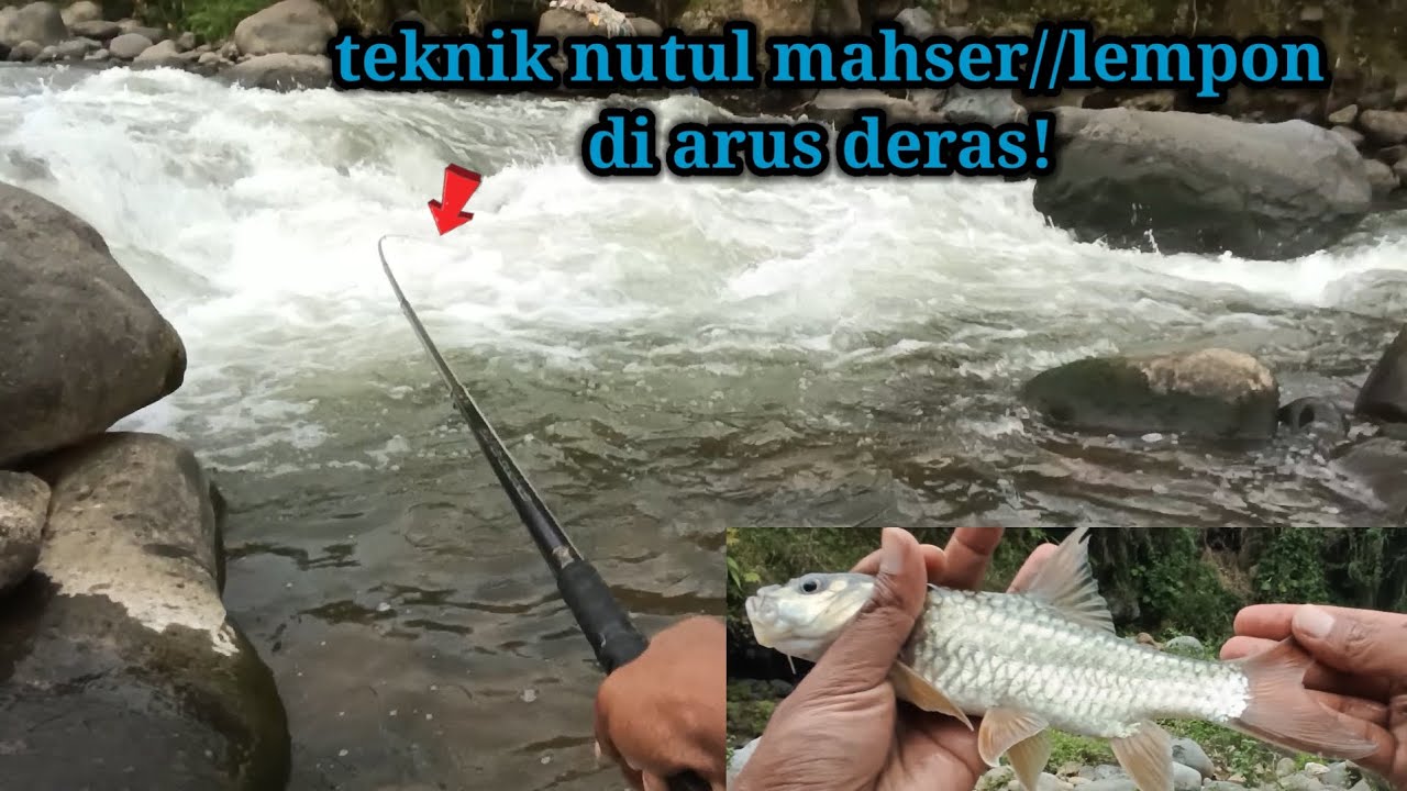 NUTUL MAHSER// LEMPON DI ARUS DERAS, SENSASINYA EMANG GOKIL! 