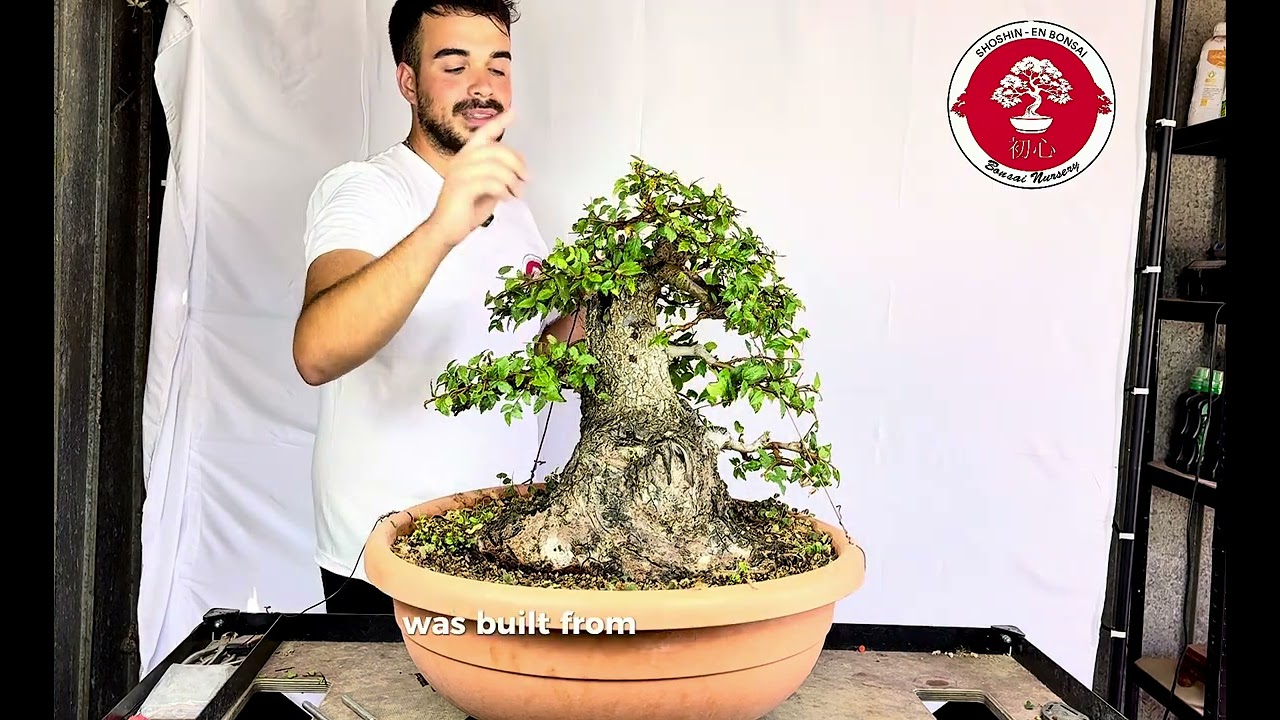 Bonsai di Olmo - Ulmus - Elm Yamadori 
