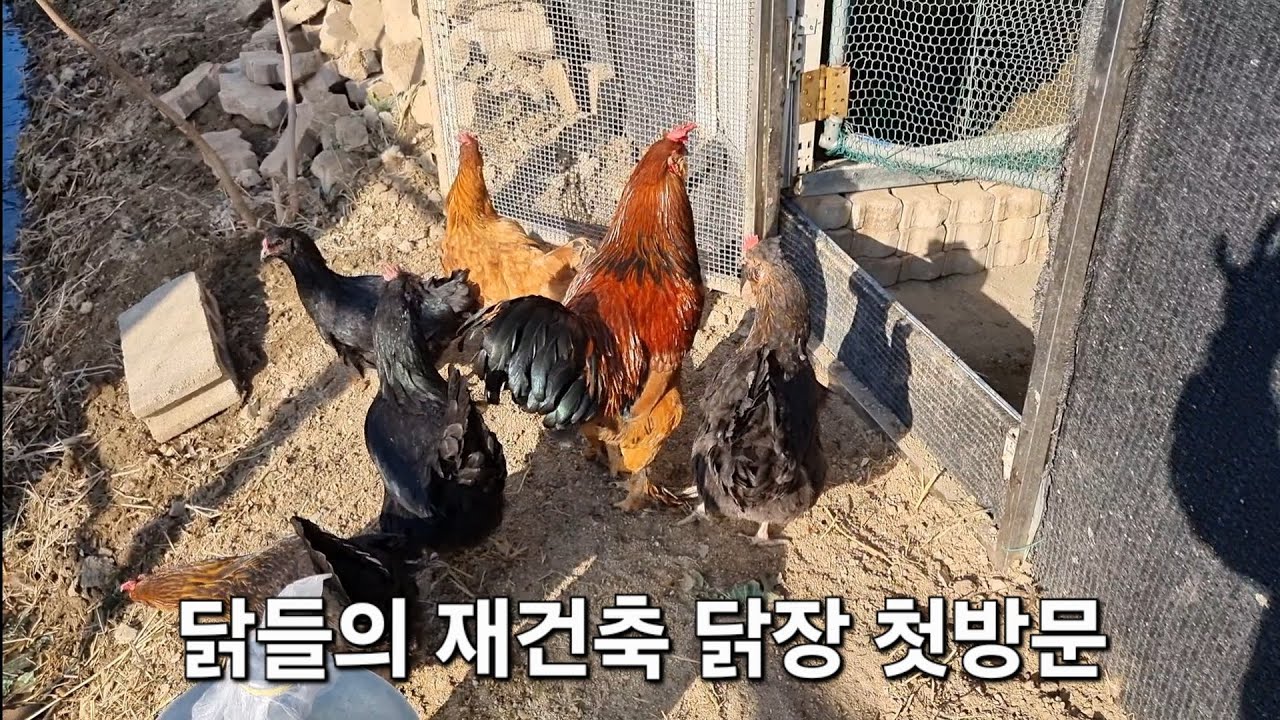 닭들이 임시 피난장소 비닐하우스에서 몇일 있다가 다시 수리한 닭장으로 첫방문하는 영상입니다