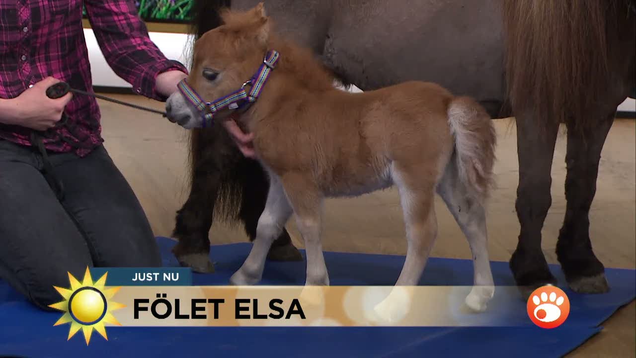 Supersöta minifölet kom som en överraskning - Nyhetsmorgon (TV4)