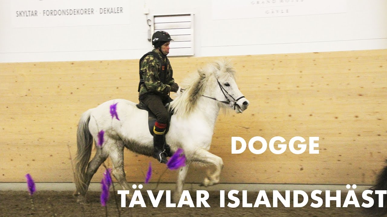 Dogge Doggelito tävlar islandshäst - Hela filmen
