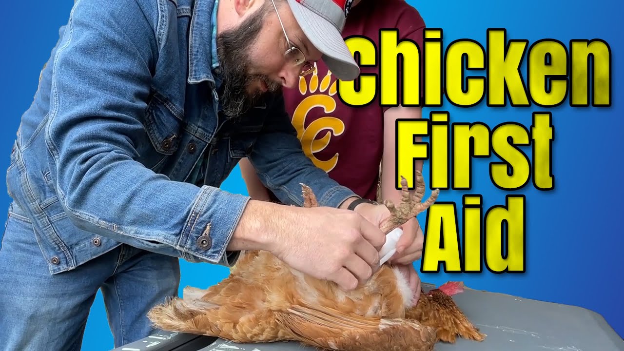 Splinting a Chicken With a Broken Leg