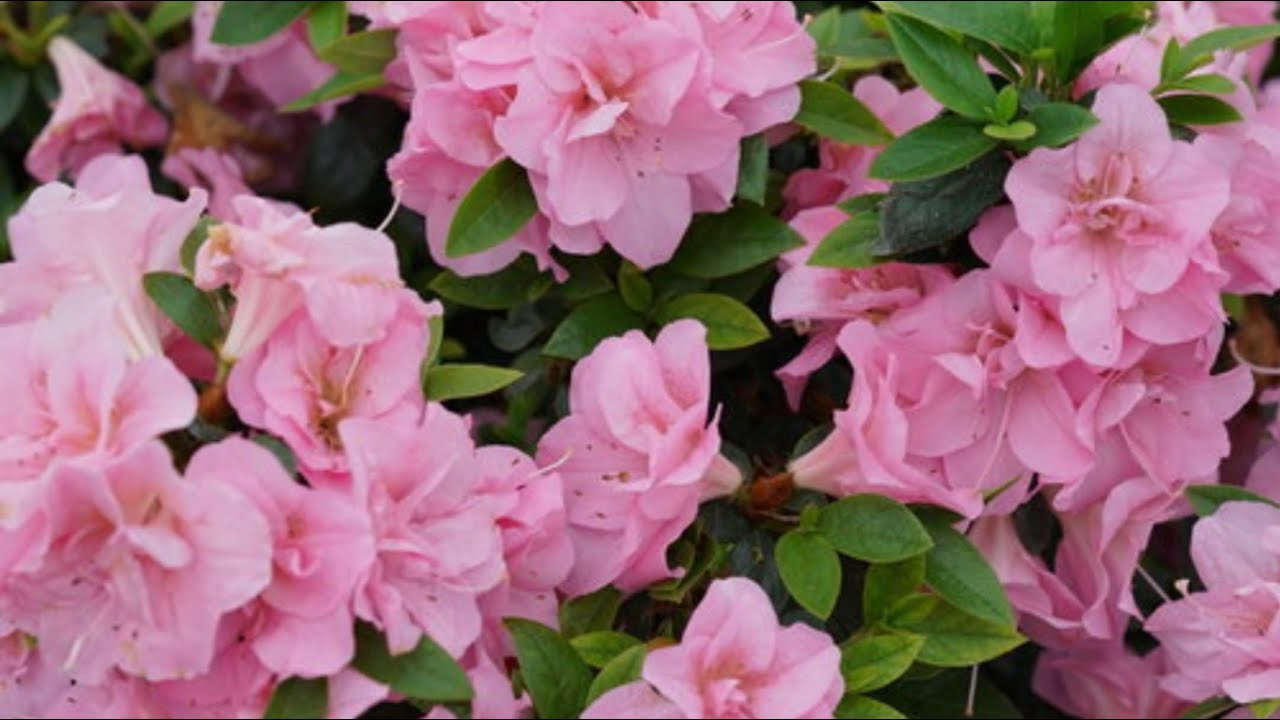 अजेलिया के पौधे की देखभाल गरमी मे कैसे करे||how to care Azalea plant in summer||Azalea plant
