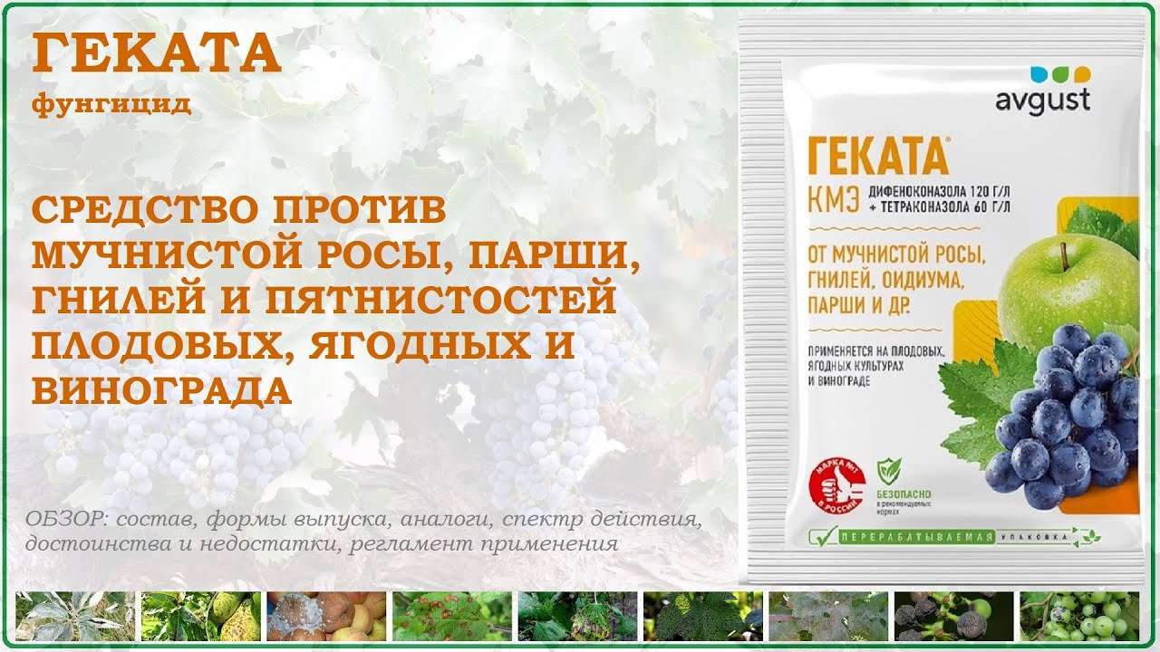 Геката - средство от мучнистой росы, парши, гнилей и пятнистостей плодовых и винограда. Обзор 2025г.