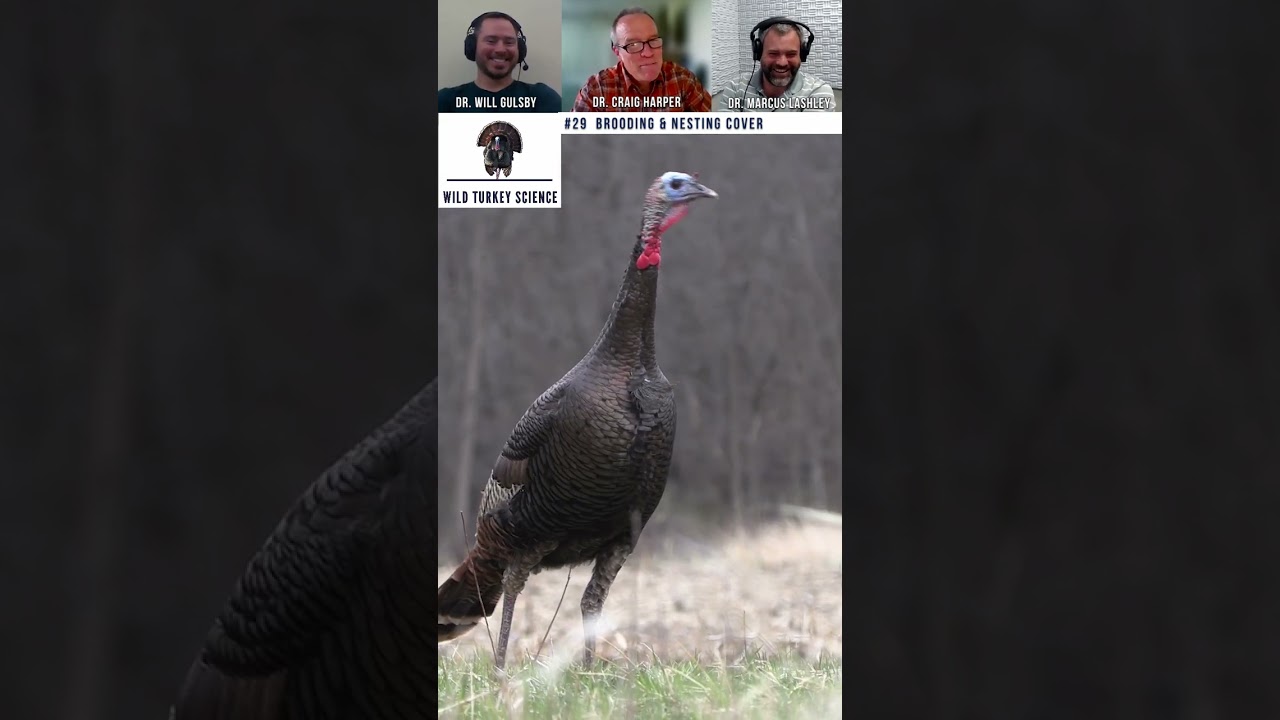 Wild Turkey Science Podcast 29-Brooding and Nesting Cover