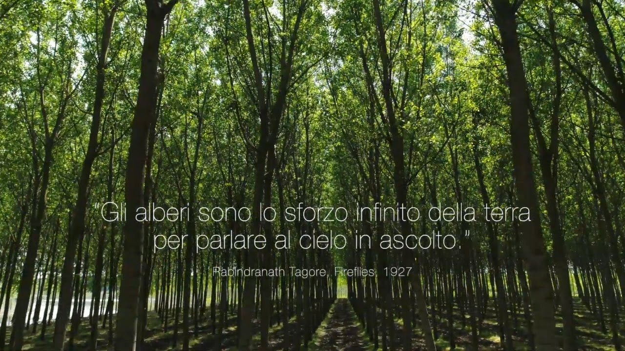 Panguaneta | Plywood for life - versione italiana