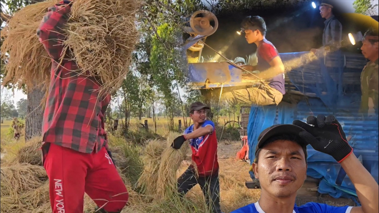 Farmers harvest rice crops and the daily lives of farmers