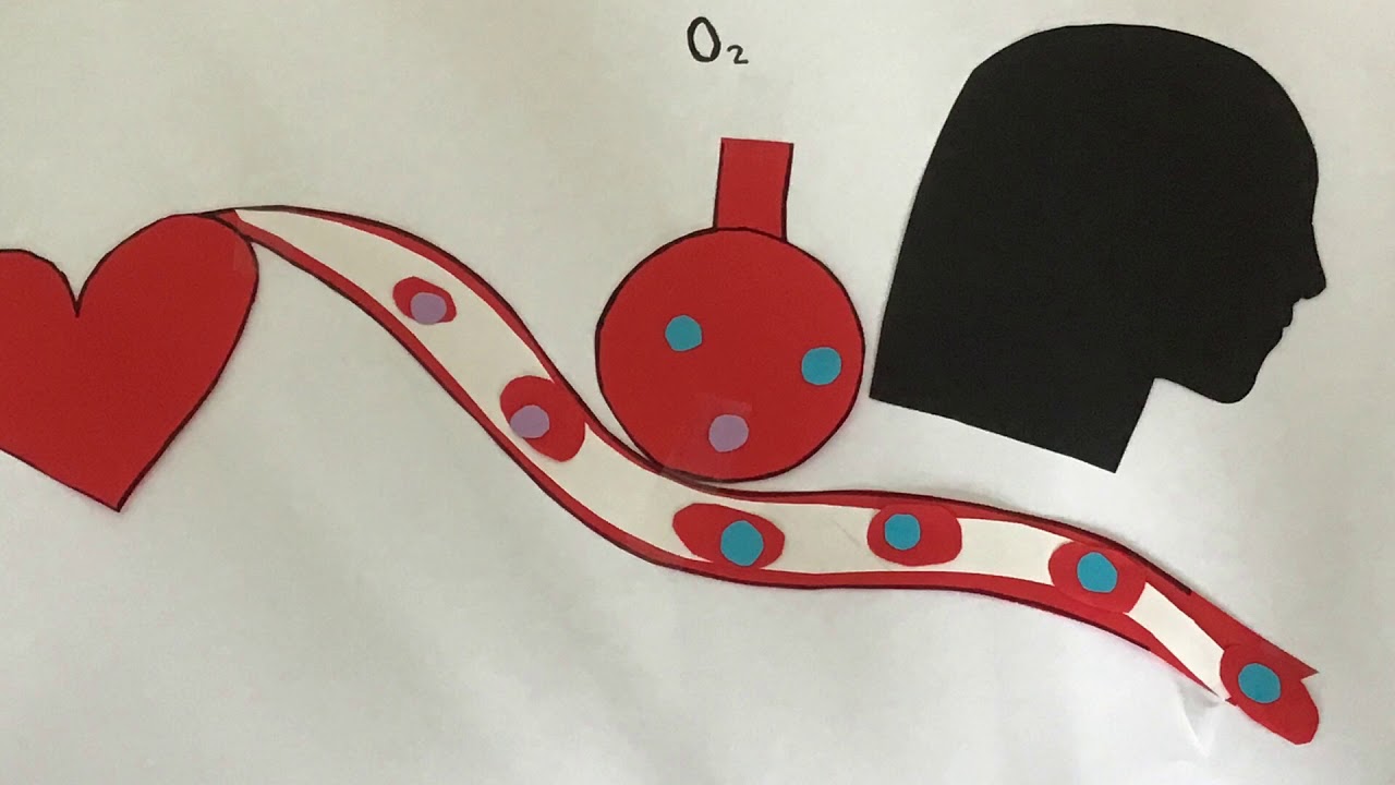 Der Gasaustausch