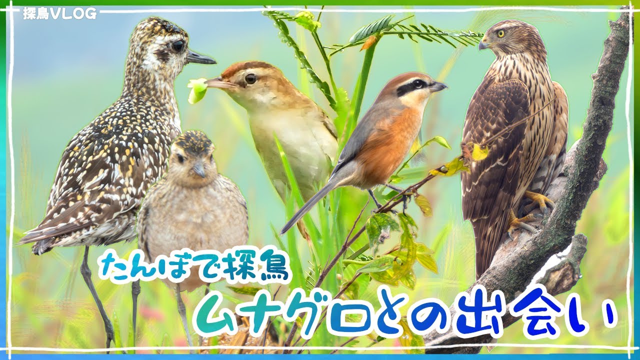 秋ヶ瀬公園　秋の田んぼで野鳥探し！《野鳥撮影vlog》｜オオタカ、ムナグロ、セッカ、モズ