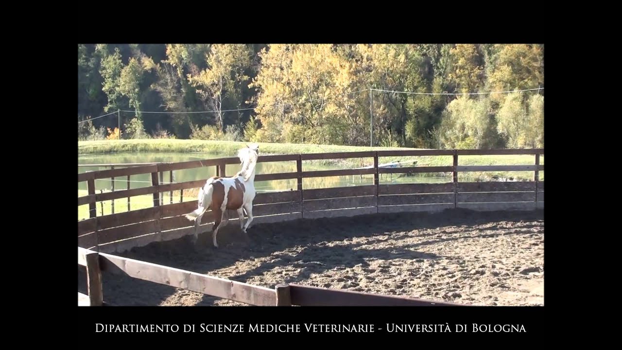 Cavallo al trotto