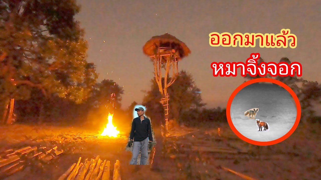 นอนห้างต้นข่อย ถอดตะปูเตรียมไม้ทำกระท่อมใหม่ ตกดึกเจอหมาจิ้งจอกหากินใกล้ๆกระท่อม 05/02/69