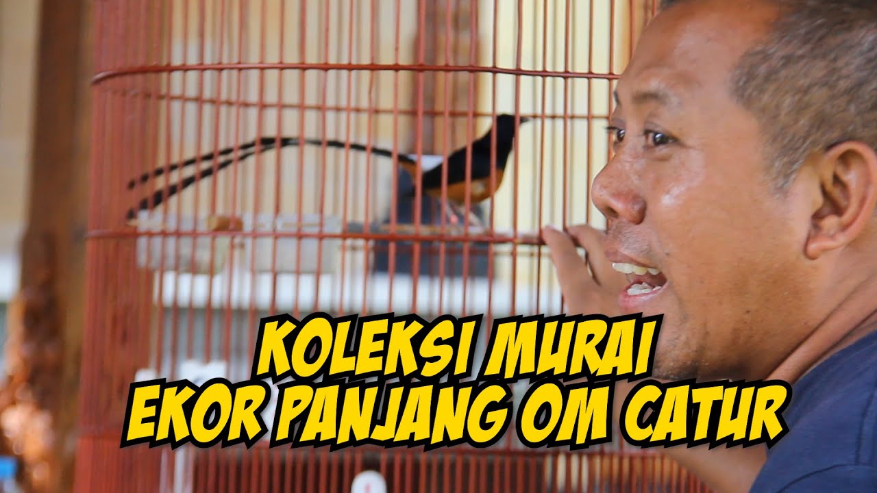 Koleksi Murai Batu Ekor Panjang CTR BF