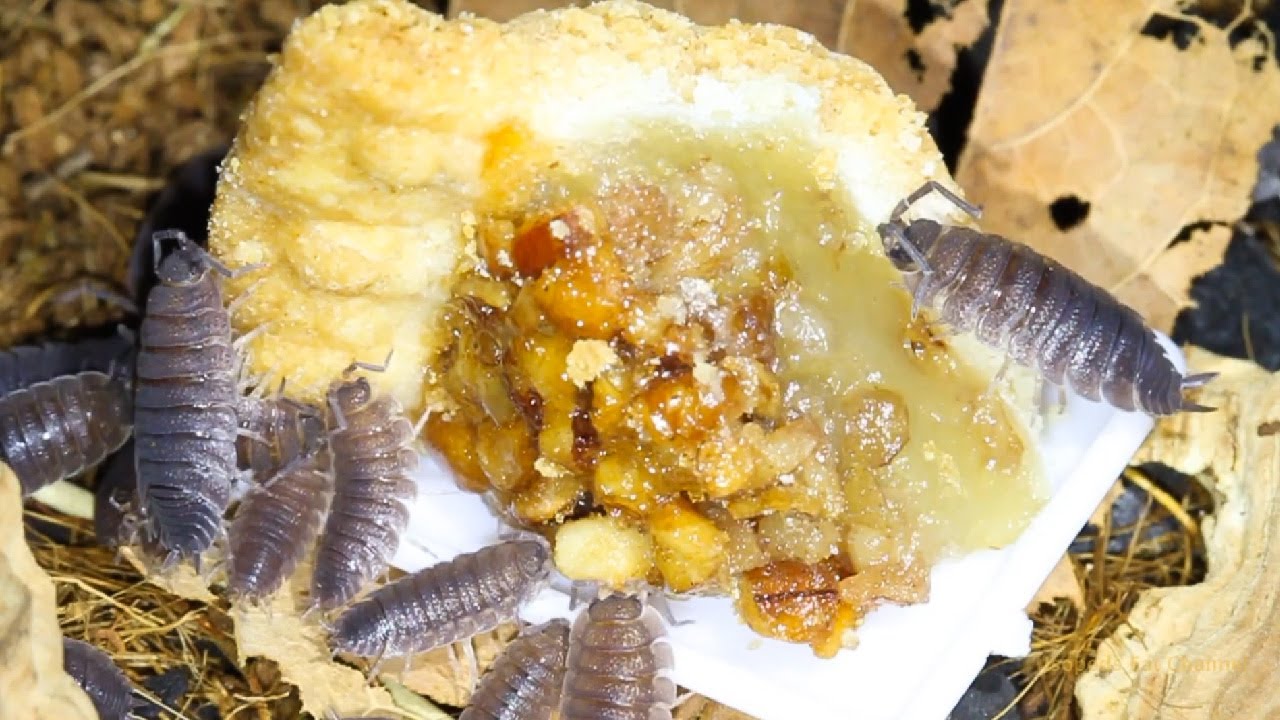Isopods Eat Pecan Pie