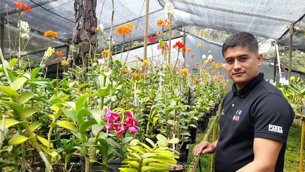 Un hermoso paseo en Alma del bosque no se imaginan la cantidad de orquideas que tienen: parte#1