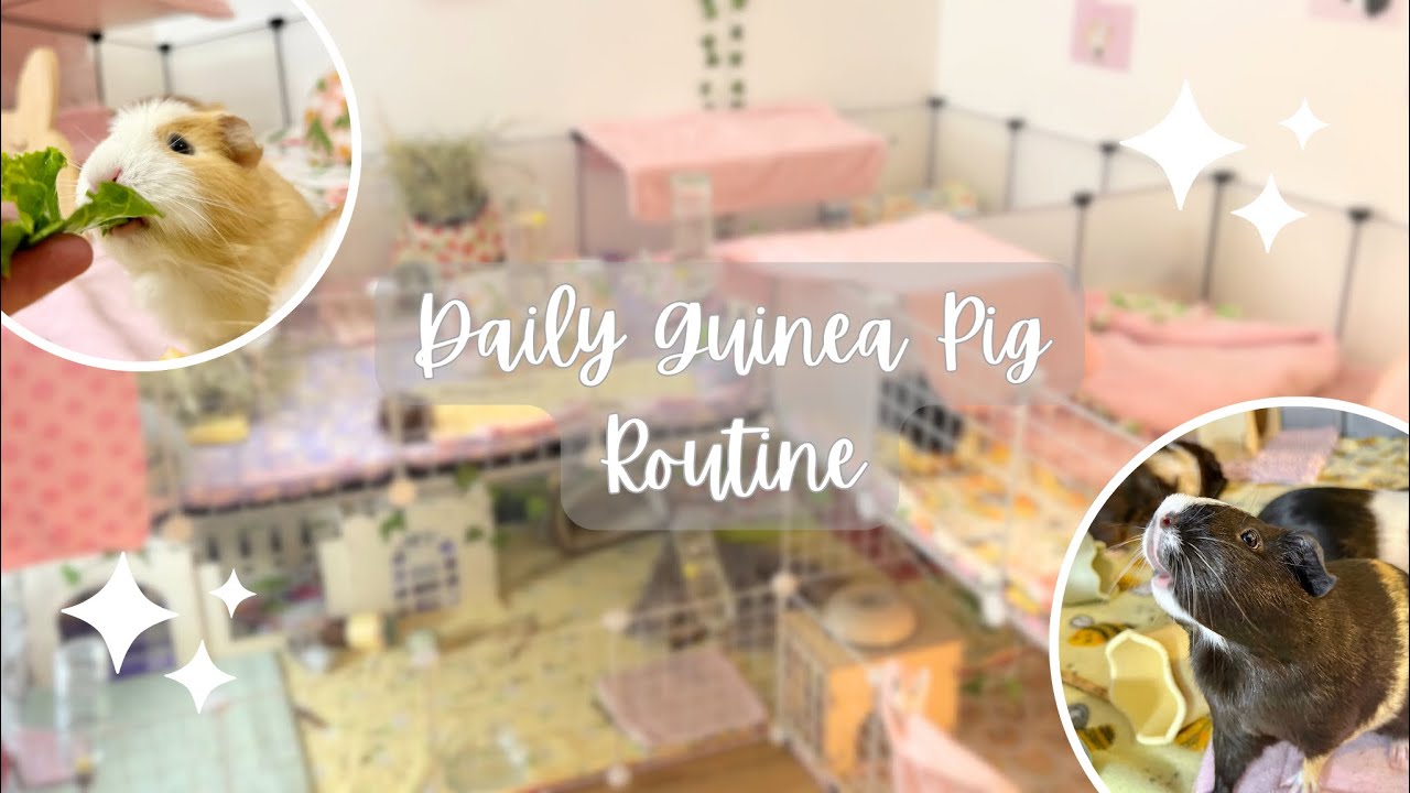 2024 GUINEA PIG ROUTINE🐹 | 11 Guinea pigs