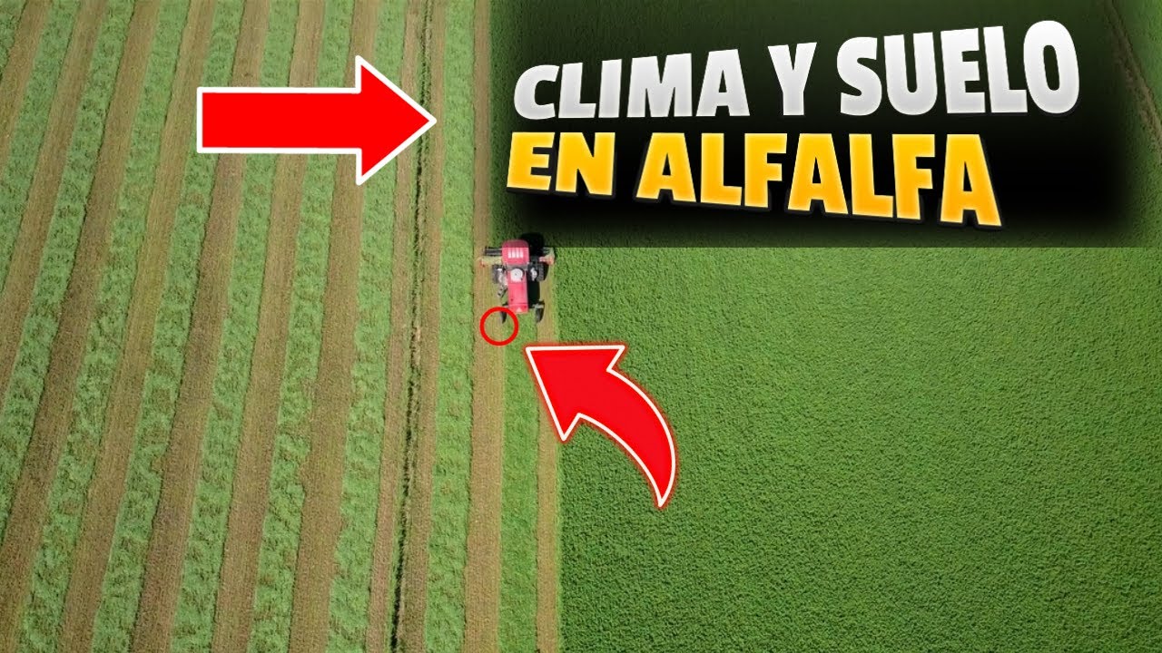 🌱 Secretos del Clima ☀️ y Suelo 🌍 para Cultivar Alfalfa: ¡Aprende los Fundamentos para el Éxito! 🚜✨