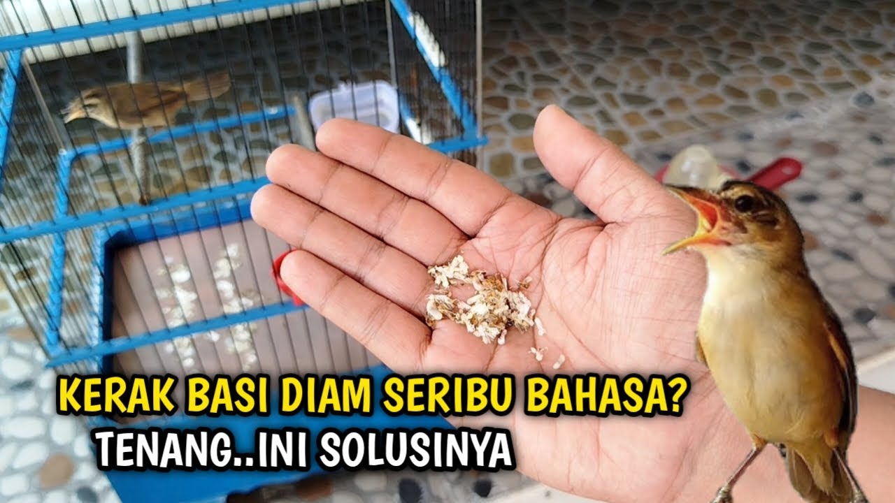 PUSINGGG...PUNYA KERAK BASI BERBULAN2 MACET BUNYI⁉️JANGAN SEDIH INI SOLUSINYA‼️