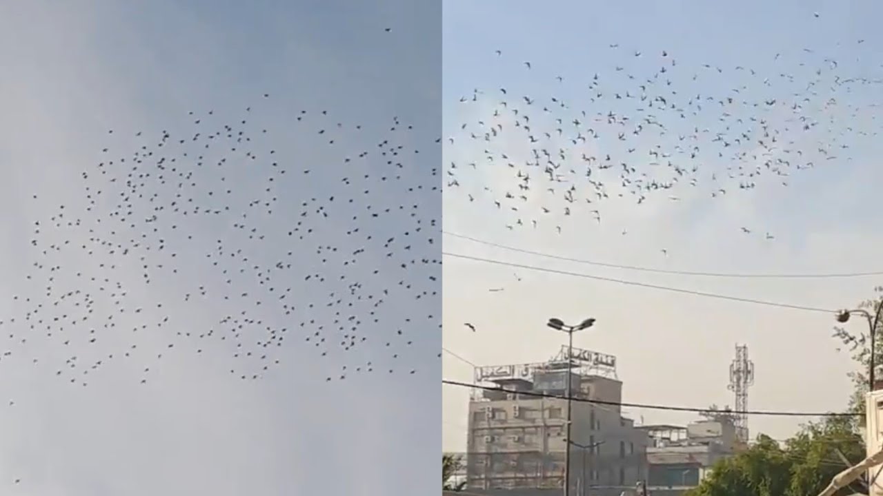 فكه كابتنيه الكراده من الكاضميه من اقوه فكات الموسم شوفو جعص