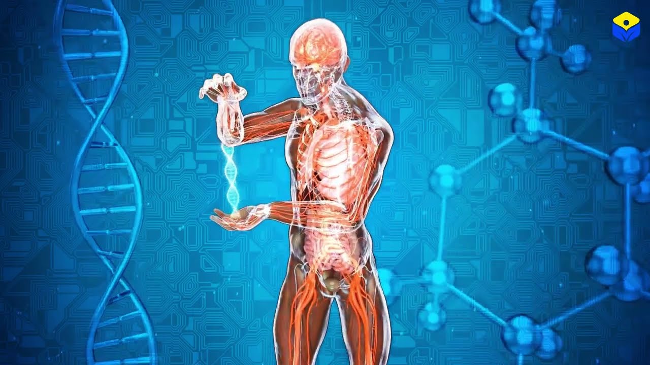 Адамның бойы | Адамның сүйегі | Ұрық