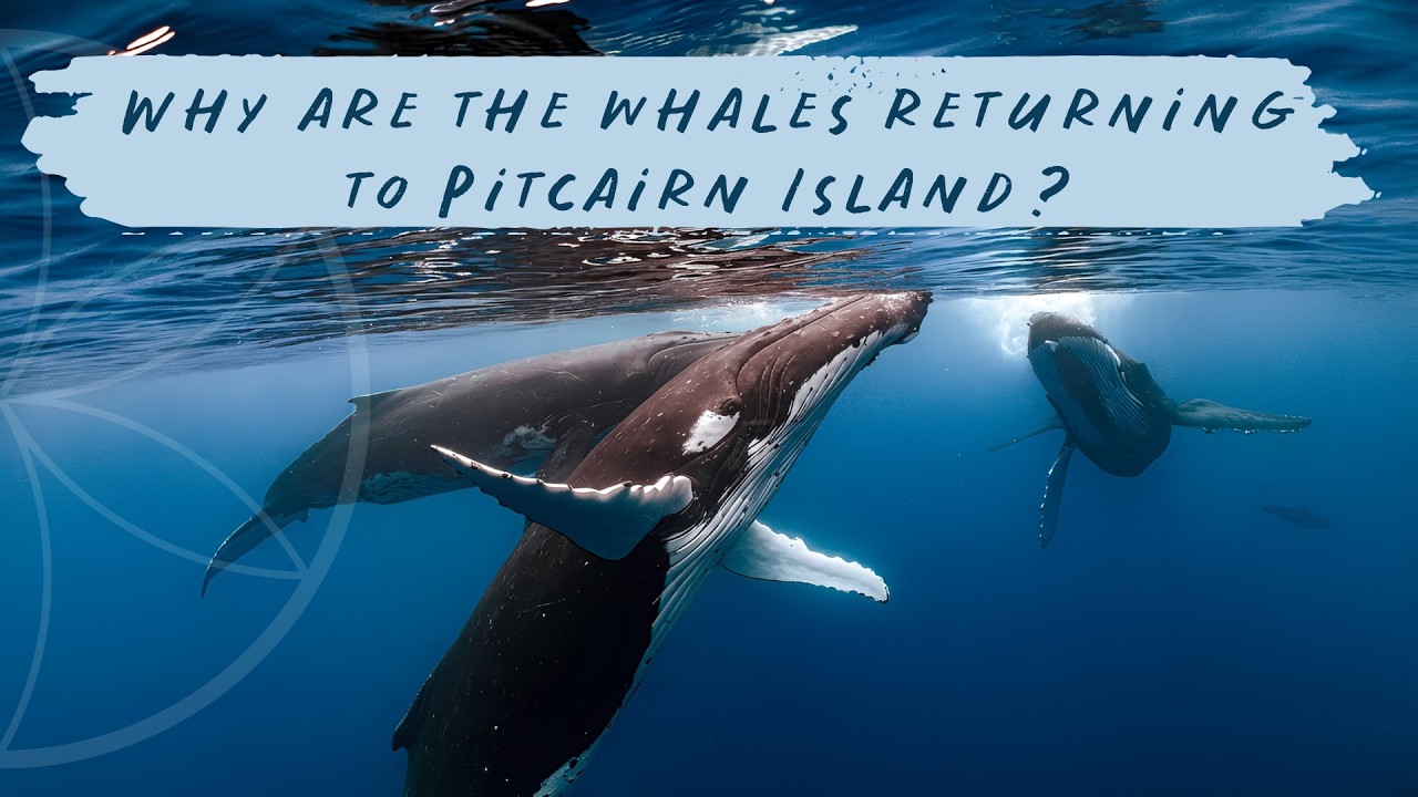 Why are the whales returning to Pitcairn Island ?