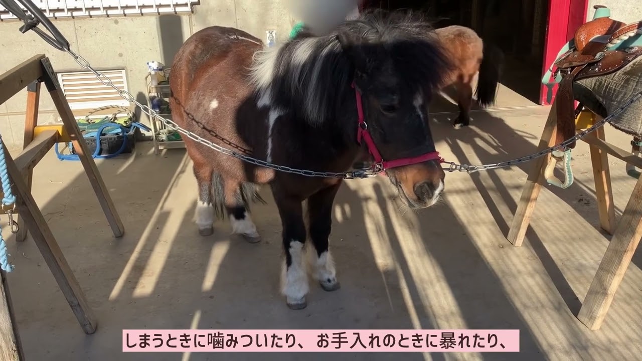 最近、反抗期のルカくん
