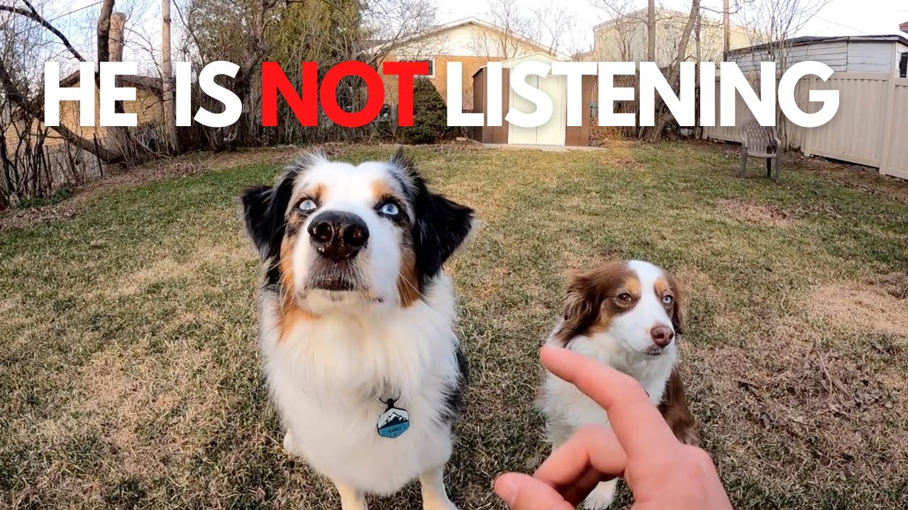 My dog is NOT listening to me...