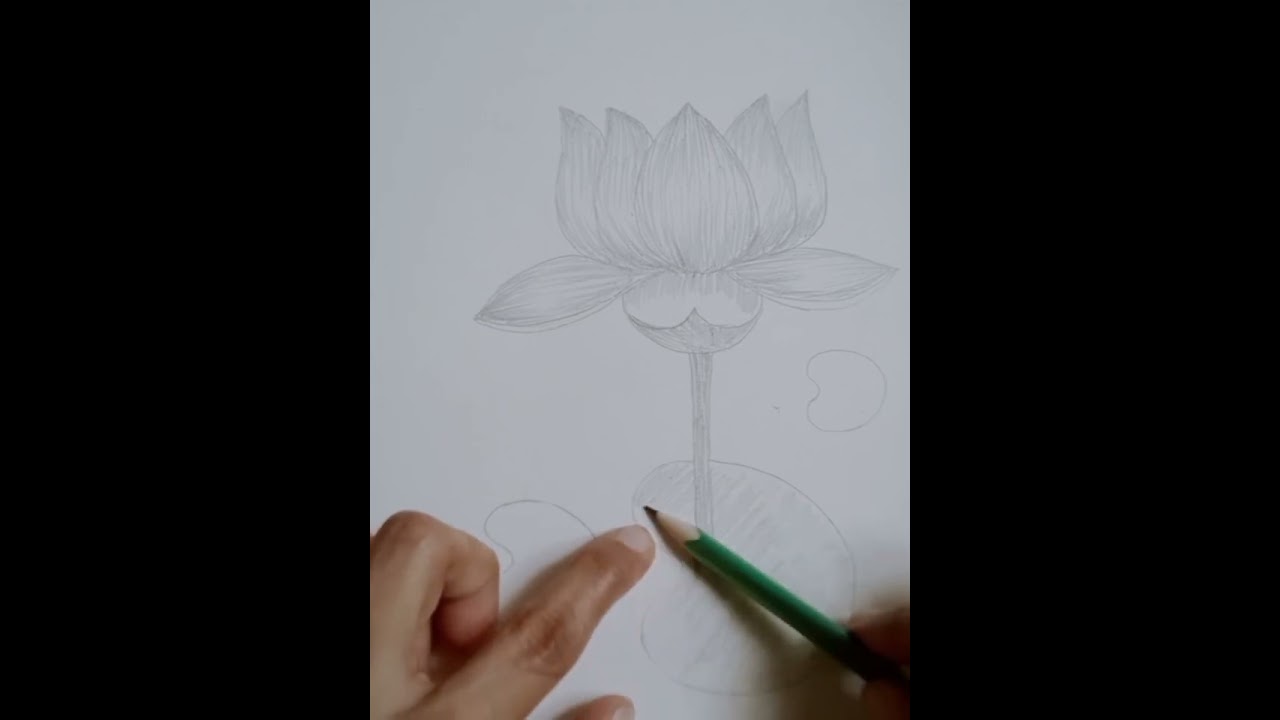 How to draw a lotus flower||easy step by step