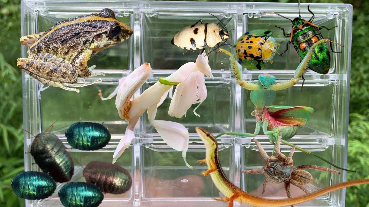 🦎 Encountering Unique Insect Species in Nature