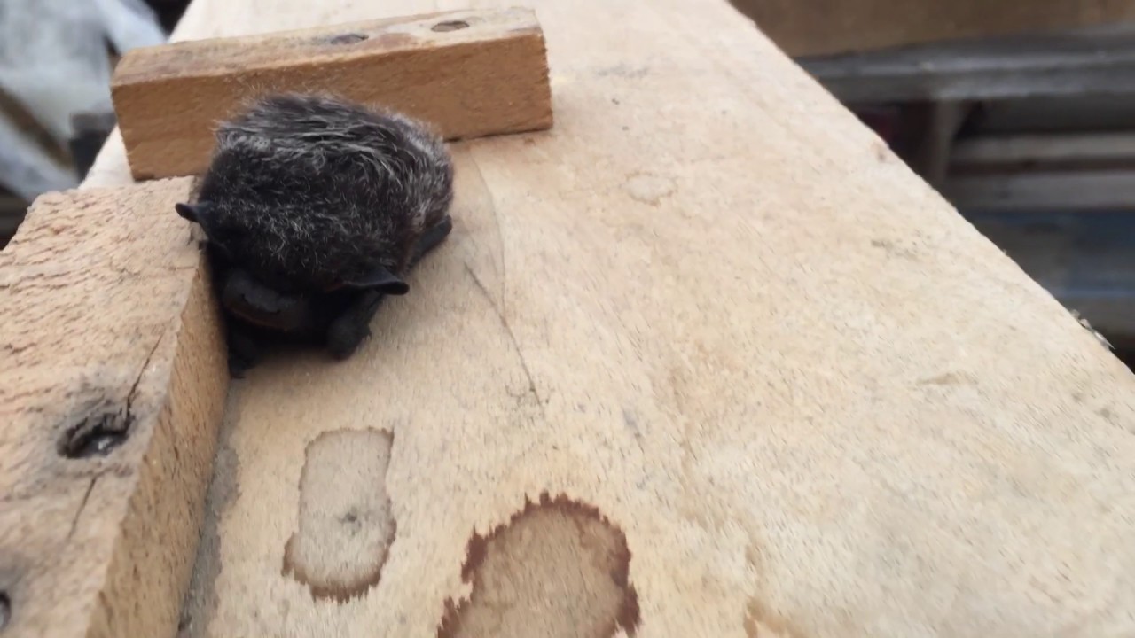 Angry Bat