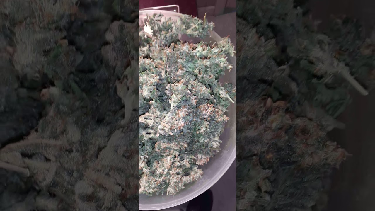 Sweet seeds jack 47 xl auto sign out