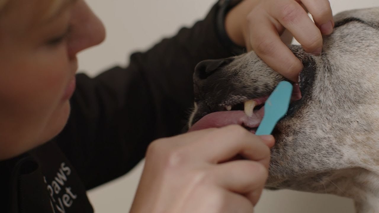 How to get your dog used to brushing their teeth | Vet tips