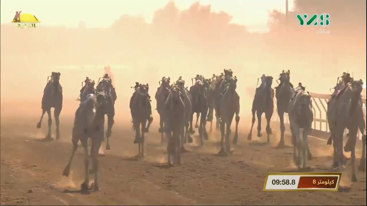 الشوط 2 (نايف) لـ محمد سلطان مرخان الكتبي , مهرجان محمد بن زايد الجمعة 2019/12/27 السوان ثنايا