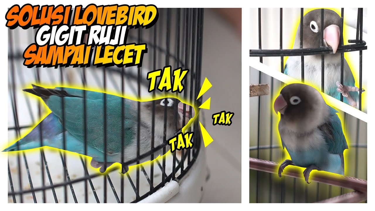 Solusi Lovebir gigit jeruji sampai lecet sangkar